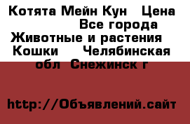 Котята Мейн Кун › Цена ­ 15 000 - Все города Животные и растения » Кошки   . Челябинская обл.,Снежинск г.